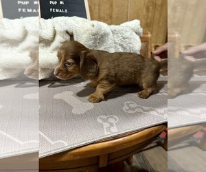Dachshund Puppy for sale in CONCORDIA, MO, USA