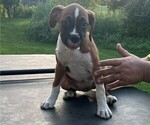 Puppy Nacho Boxer