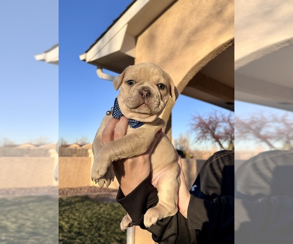 Medium Photo #1 French Bulldog Puppy For Sale in PUEBLO, CO, USA