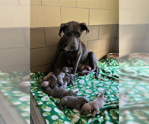 Mutt Dogs for adoption in Riverside, CA, USA