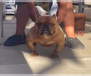 Father of the American Bully puppies born on 01/17/2026