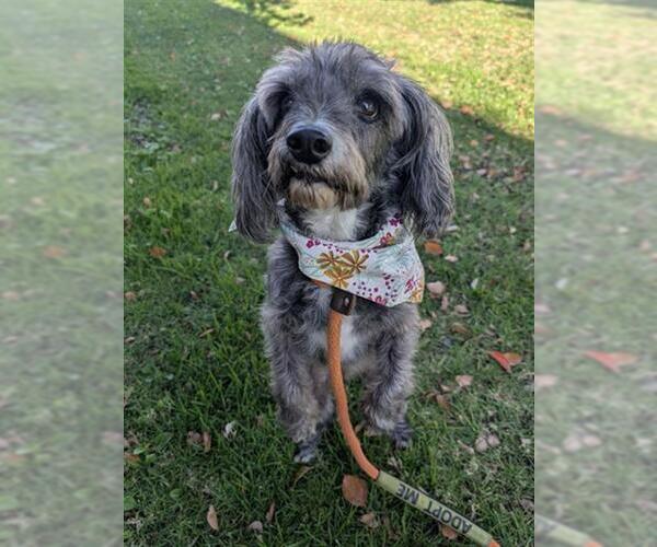 Medium Photo #1 Maltese-Unknown Mix Puppy For Sale in Redlands, CA, USA