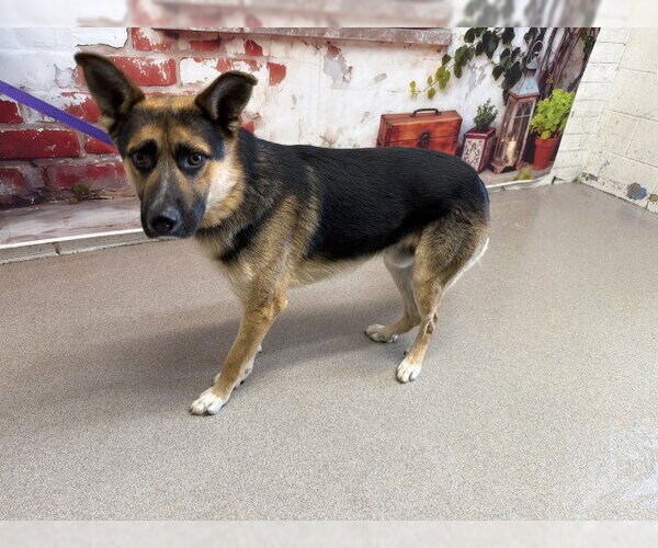Medium Photo #1 German Shepherd Dog-Unknown Mix Puppy For Sale in San Bernardino, CA, USA