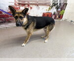 Small German Shepherd Dog Mix