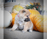 Small Photo #4 Shiba Inu Puppy For Sale in CANTON, SD, USA