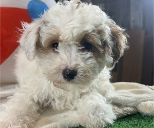 Poodle (Toy) Puppy for sale in CANOGA, NY, USA