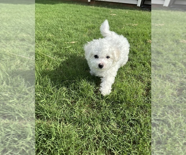 Medium Photo #4 Bichon Frise Puppy For Sale in PELZER, SC, USA