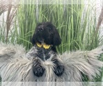 Puppy 8 Wirehaired Pointing Griffon