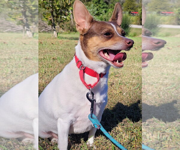 Medium Photo #2 Rat Terrier Puppy For Sale in Atlanta, GA, USA