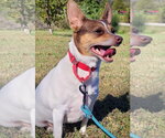 Small Photo #2 Rat Terrier Puppy For Sale in Atlanta, GA, USA