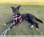 Small #1 Labrador Retriever Mix
