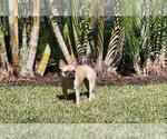 Small Photo #1 French Bulldog Puppy For Sale in PORT CHARLOTTE, FL, USA