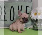 Small Photo #2 French Bulldog Puppy For Sale in BAYTOWN, TX, USA