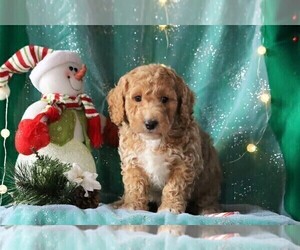 Labradoodle-Poodle (Miniature) Mix Puppy for sale in FREDERICKSBG, OH, USA