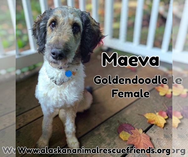 Medium Photo #1 Labradoodle Puppy For Sale in Anchorage, AK, USA