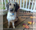 Maeva - Female Labradoodle Dog for Adoption - Small photo