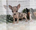 Small #23 Chihuahua
