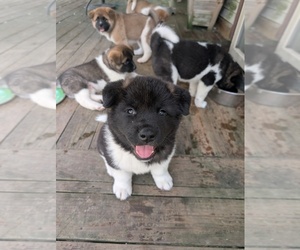 Akita Puppy for sale in MOHRSVILLE, PA, USA