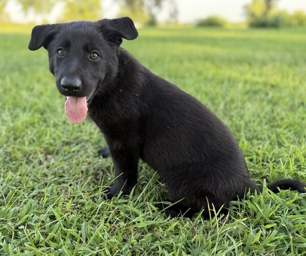 Medium Photo #3 German Shepherd Dog Puppy For Sale in HOLDEN, MO, USA