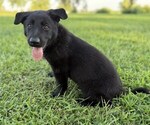 Small #2 German Shepherd Dog