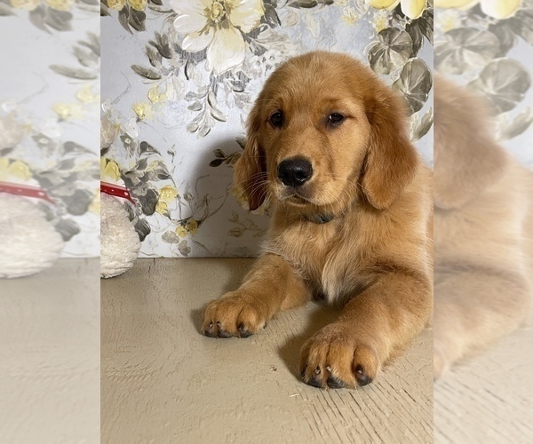 Medium Photo #5 Golden Retriever Puppy For Sale in AMITY, AR, USA