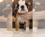 Small Photo #1 Bulldog Puppy For Sale in LITTLE ELM, TX, USA