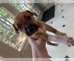 Small #3 American Pit Bull Terrier-Black Mouth Cur Mix