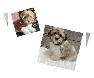 Havanese Puppy for sale in RICHMOND, IL, USA