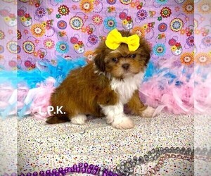 Shih Tzu Puppy for sale in WINNSBORO, LA, USA