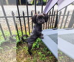 Small #3 Shih Tzu