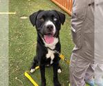 Small #1 Labrador Retriever Mix