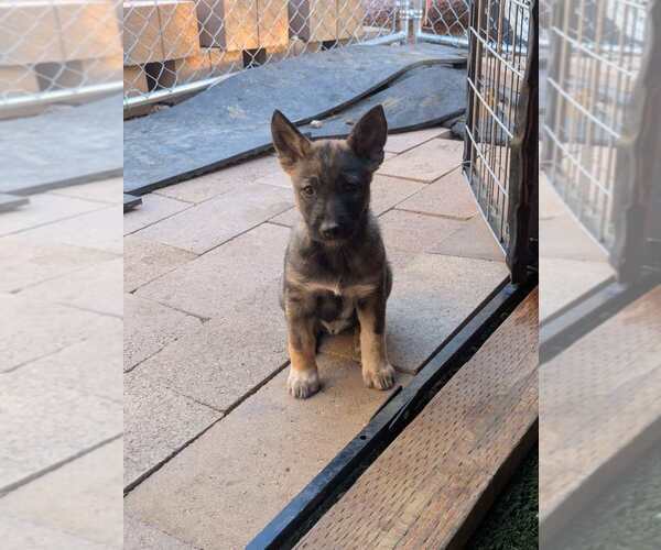 Medium Photo #1 Mutt Puppy For Sale in Imlay City, MI, USA