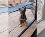 Small Mutt