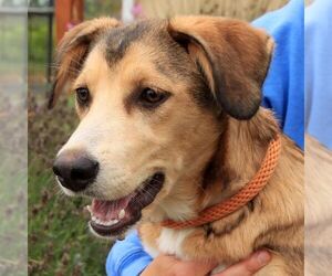Tikka - Female Siberian Husky-Unknown Mix Dog for Adoption - Photo #6