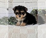 Small #12 Morkie