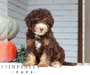 Bernedoodle (Miniature) Puppy for sale in PARADISE, PA, USA