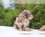 Small #16 ShihPoo