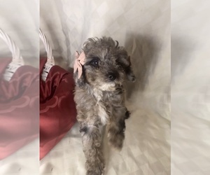 Cavapoo Puppy for sale in KLEIN, TX, USA