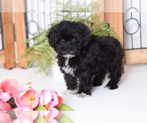 Maltipoo Puppy for sale in NAPLES, FL, USA