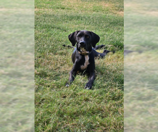 Medium Photo #3 Labrador Retriever-Unknown Mix Puppy For Sale in McKinney, TX, USA