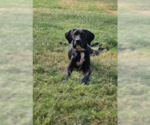 Small #2 Labrador Retriever Mix