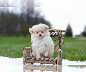 Pomeranian-Poodle (Toy) Mix Puppy for Sale in WARSAW, Indiana USA