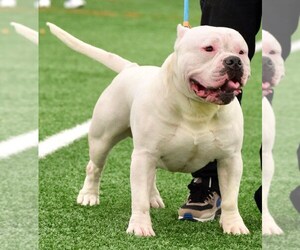 Father of the American Bully puppies born on 02/19/2023