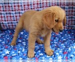 Small Photo #5 Golden Retriever Puppy For Sale in BEDFORD, IN, USA
