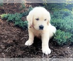 Puppy 2 English Cream Golden Retriever