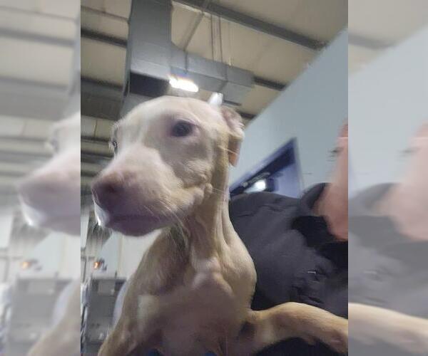 Medium Photo #1 Mutt Puppy For Sale in Bakersfield, CA, USA