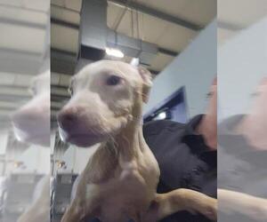 Mutt Dogs for adoption in Bakersfield, CA, USA