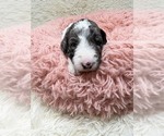 Small #3 Goldendoodle