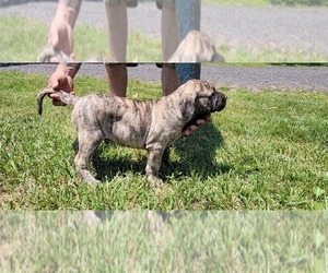 Presa Canario Puppy for sale in NEEDMORE, PA, USA