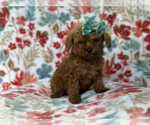 Cavapoo Puppy for sale in LAKELAND, FL, USA